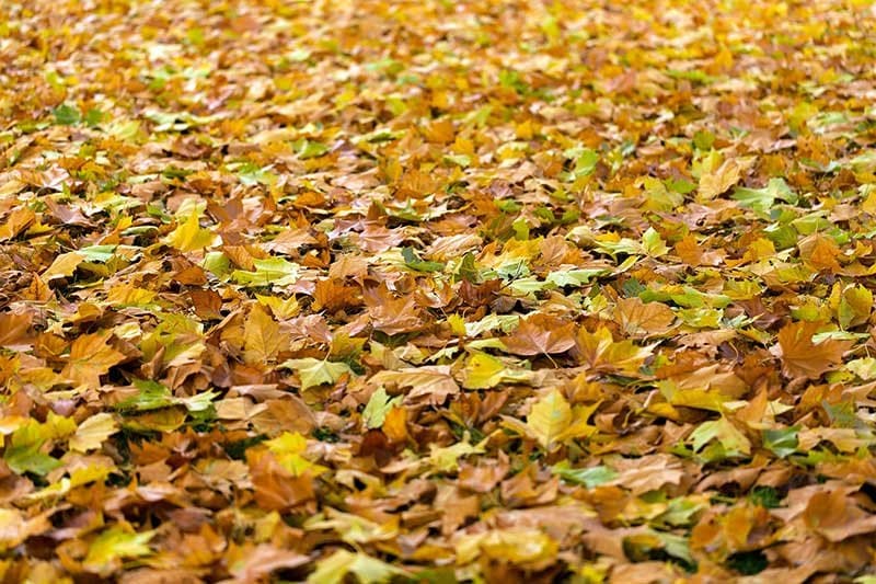 Fall Leaves Clean-Up