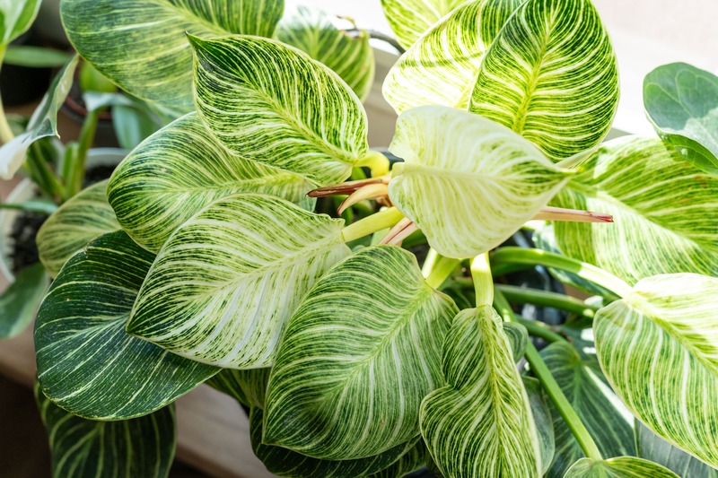 Philodendron