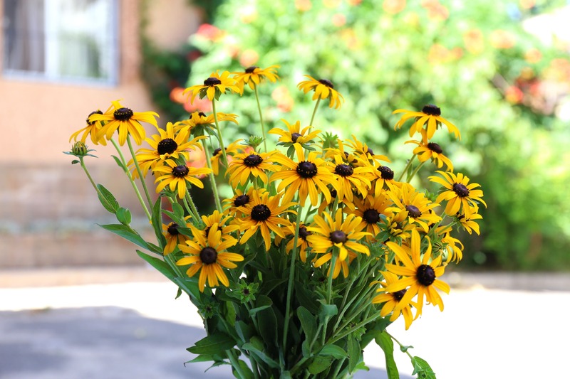 Rudbeckia, agosto