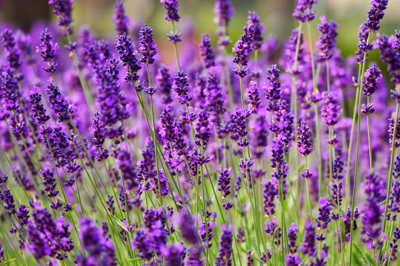 lavanda