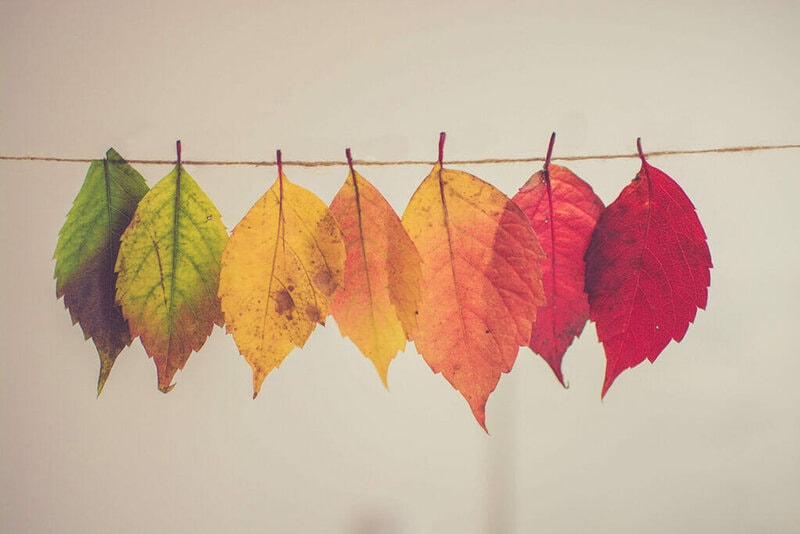 different coloured leaves of autumn