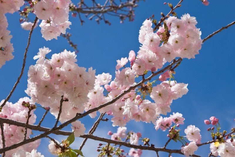 La-Primavera-en-Andalucia