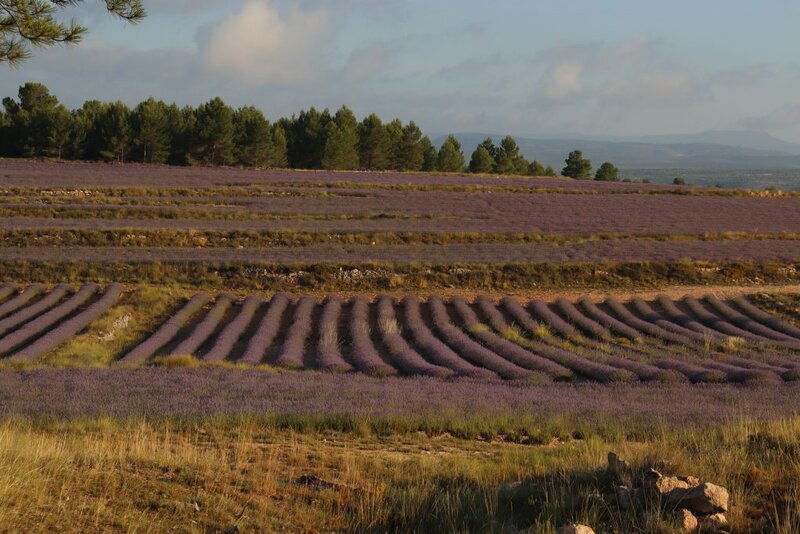 planta de lavanda