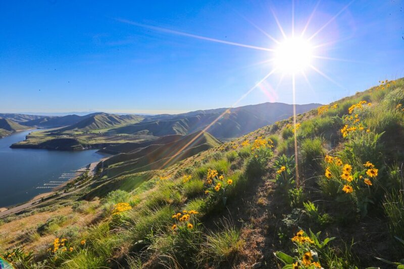 A hillside with yellow wildflowers overlooks a river and mountains under a clear blue sky with the sun shining brightly.