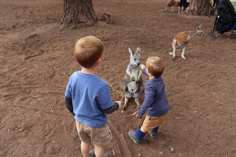 Top 10 Animal Experiences Your Kids Will Love!