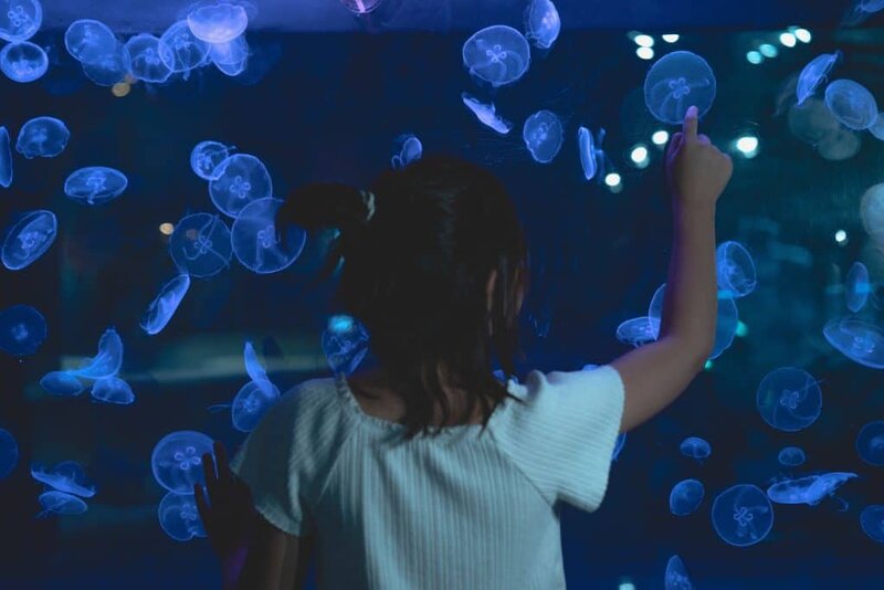child viewing jellyfish in aquarium