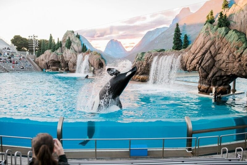 Orca Jumping in Sea World pool