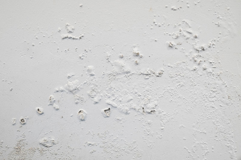 mold remediation solutions