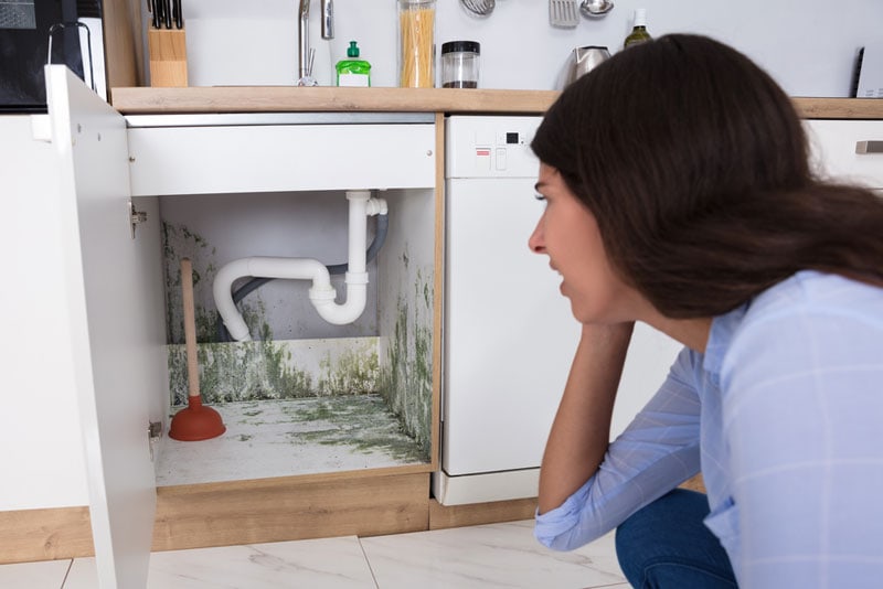 areas check for mold