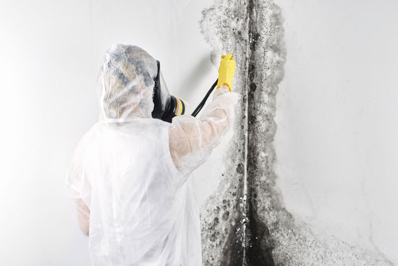 mold remediation process