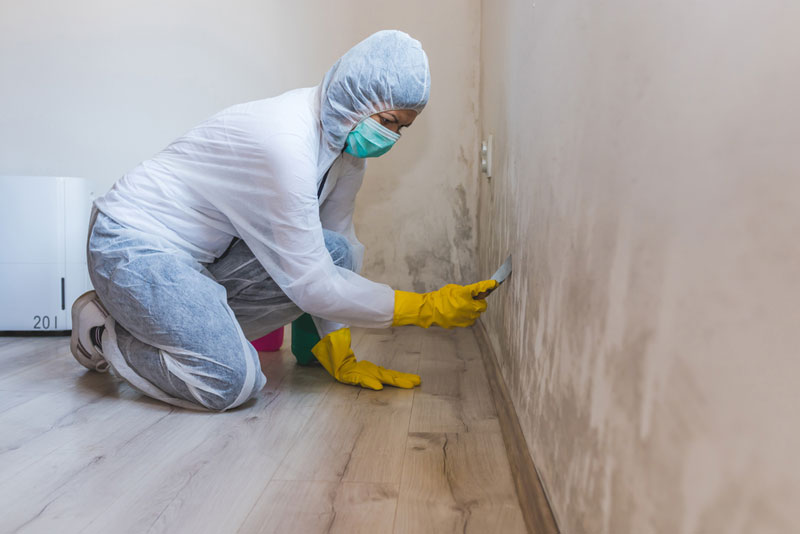 mold removal services