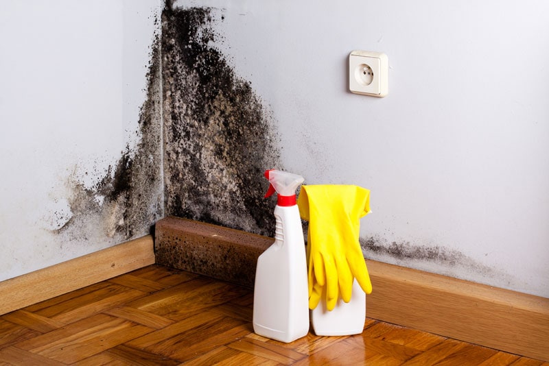 black mold infestation
