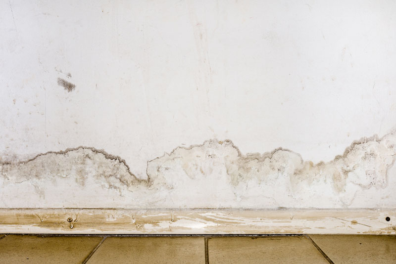mold on drywall