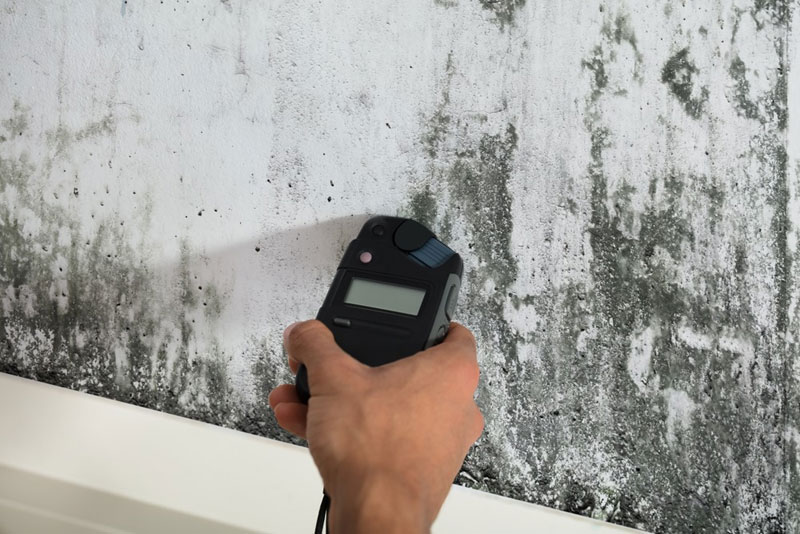 test for black mold