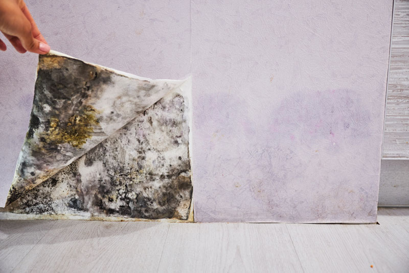 remove mold