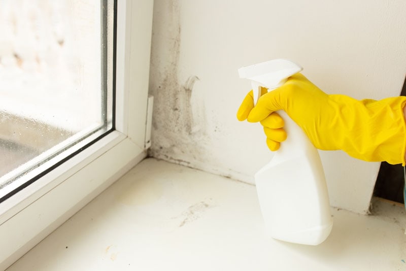 remove mold on window