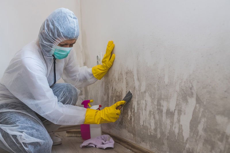 Mold Remediation in Dallas, Georgia