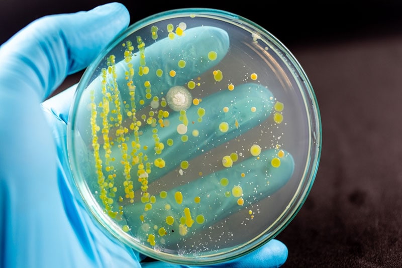 health risk of mold