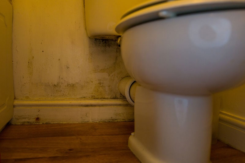 mold growth