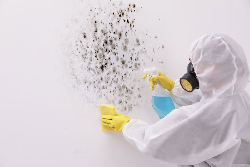 Mold Remediation Auburn, Georgia 30011