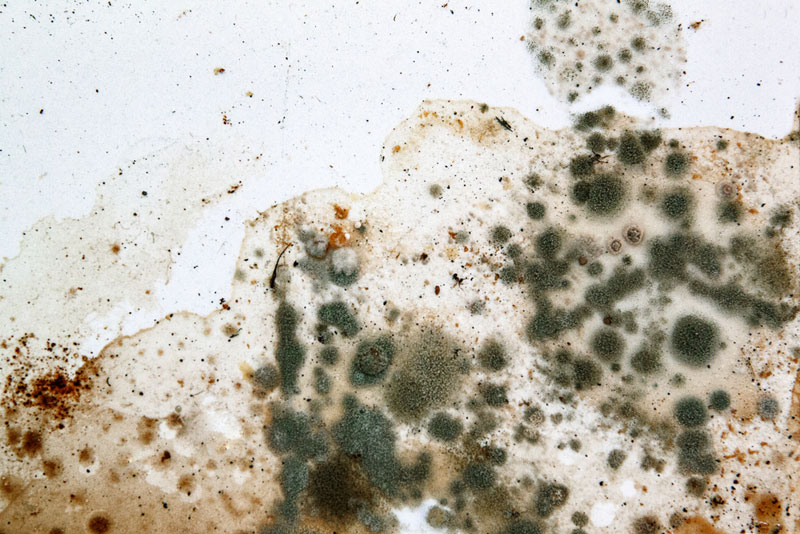 black mold