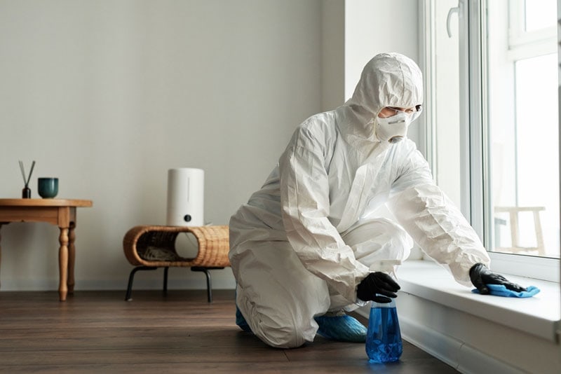 mold cleaning