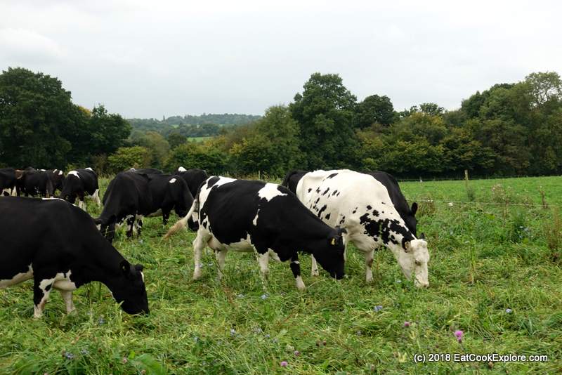 The nutritional benefits of organic milk #ArlaOrganic 2 Arla Free Range Organic Dairy Farm