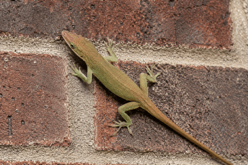 green anole
