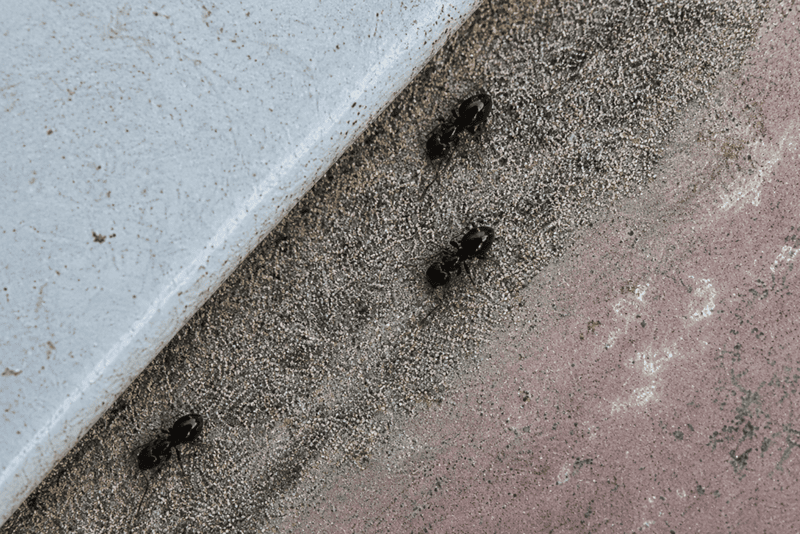 rover ants