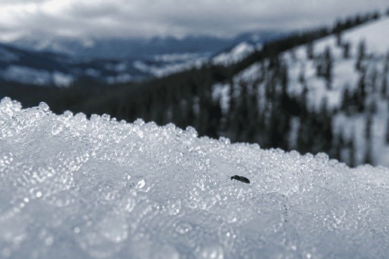snowflea
