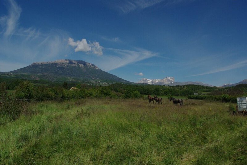 Chevaux dans le pré du Petit Chariot à La Saulce (Hautes-Alpes)