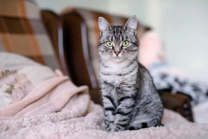 Американская короткошерстная кошка. Американская короткошерстная кошка.