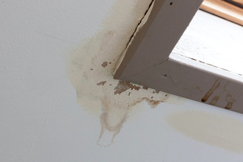 mold in attic
