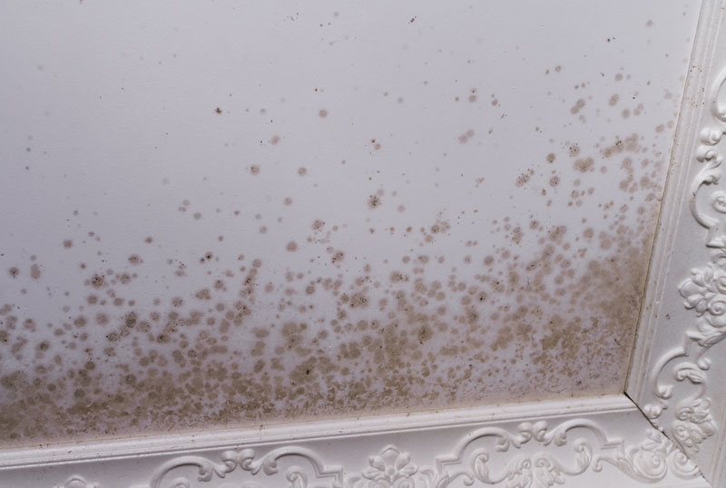 white mold