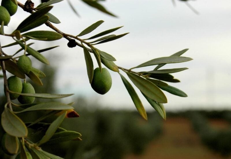 DSC_0974_comp ????????????????????????????????????