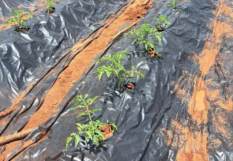 Investigadores argentinos aportan tecnología para producir tomate en Mozambique 1 tomate m 1.jpg