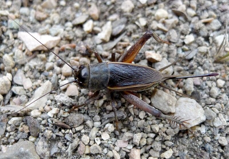 Field Cricket