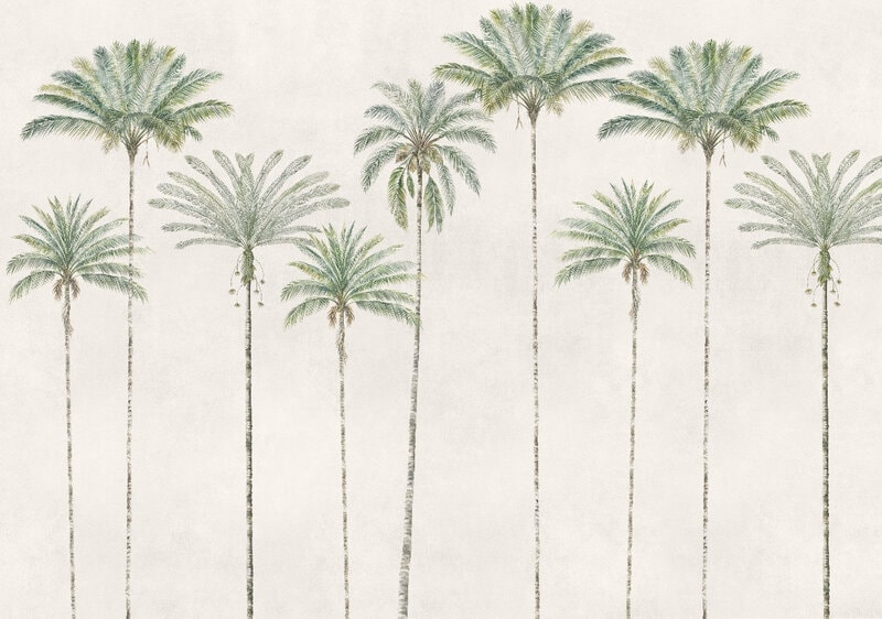 PALMAS AMAZONICAS