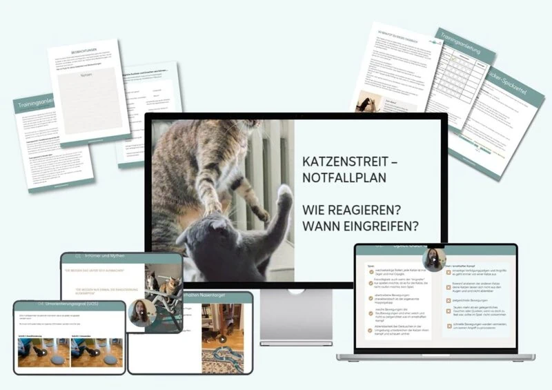 Inhalt des Minikurses Katzenstreit Notfallplan- Wann eingreifen? Wie reagieren?
