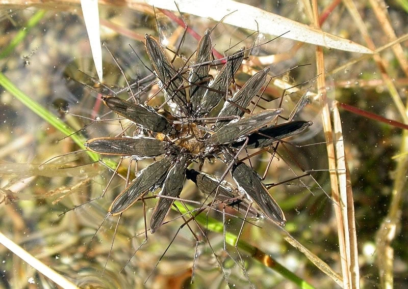 Wasserläufer im Teich