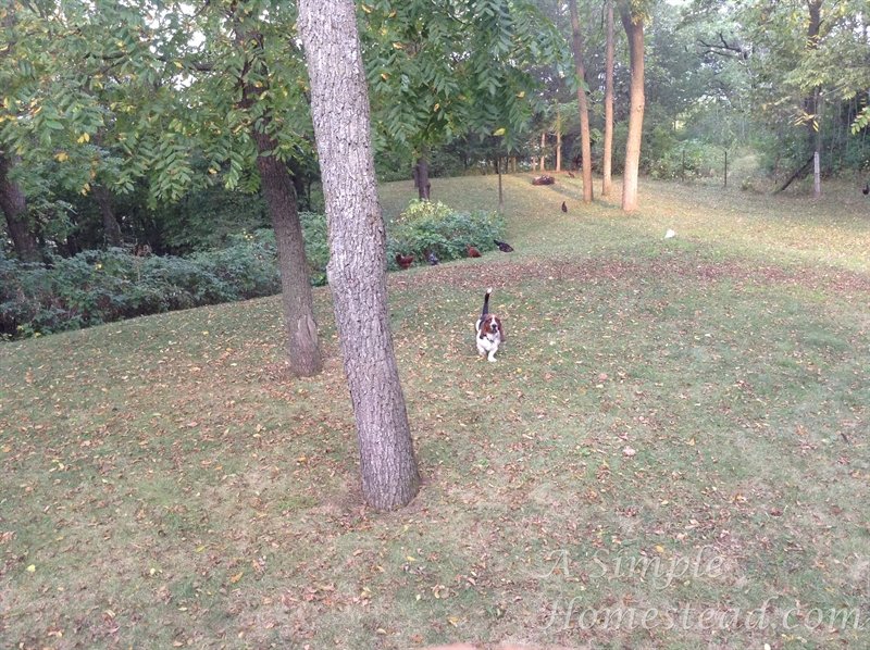 early morning with Finley and the chickens