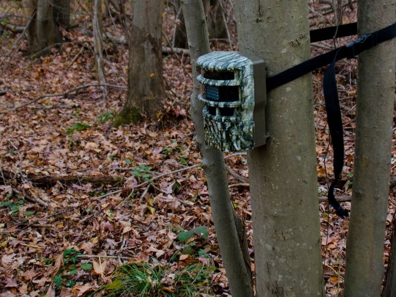 a Browning Trail Camera on a tree