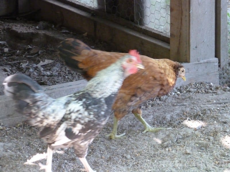 chicks - moving fast