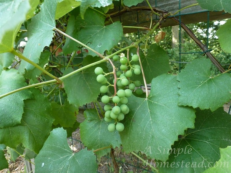 grapes in July