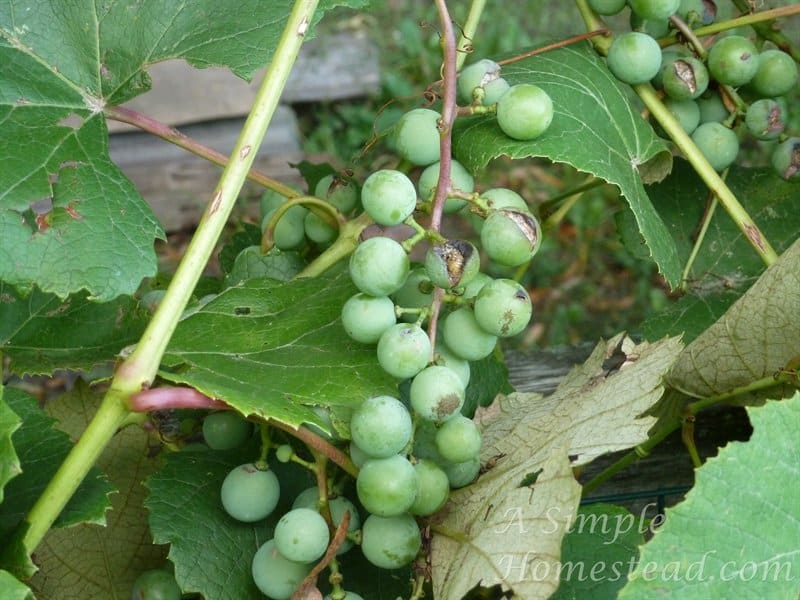 storm-damaged grapes