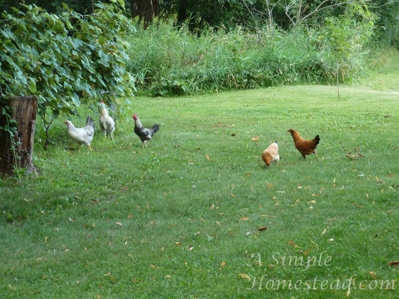 teenage chickens free-ranging
