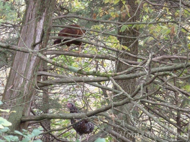 the trees have wings 1