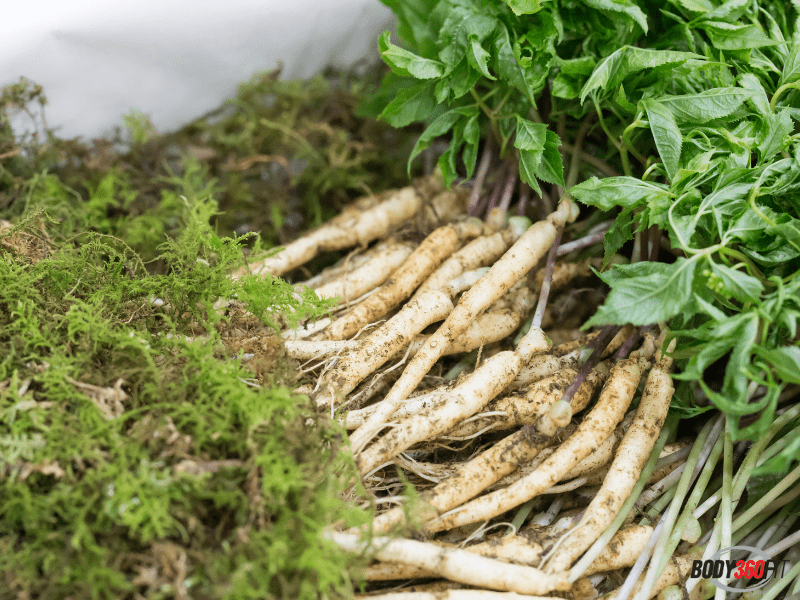 Comparing Tribulus Terrestris, Panax Ginseng, Horny Goat Weed and Maca Root Supplements - Body360 Fit