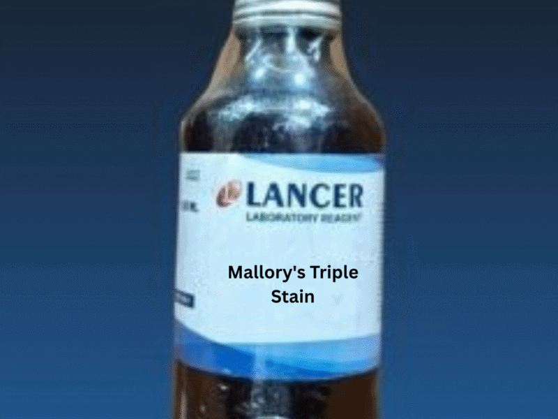 Mallory's Triple Stain-Lancer