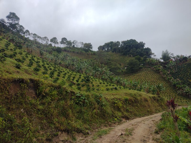 Familias rurales de Chaparral (Tolima) reciben incentivos económicos por proteger el bosque alto andino